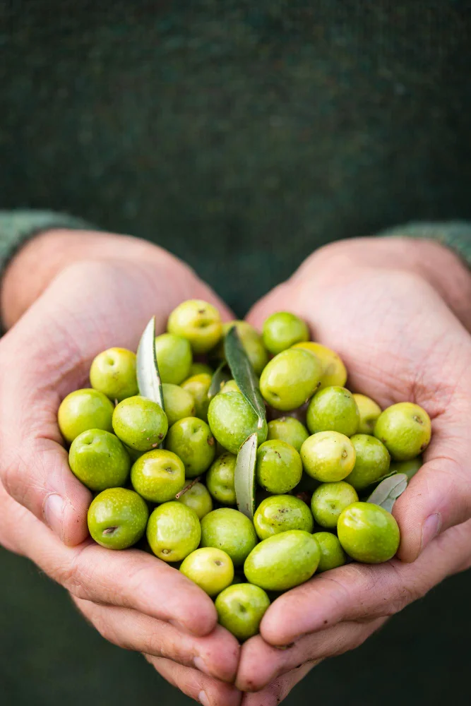 Mani che tengono le olive Nocellara del Belice