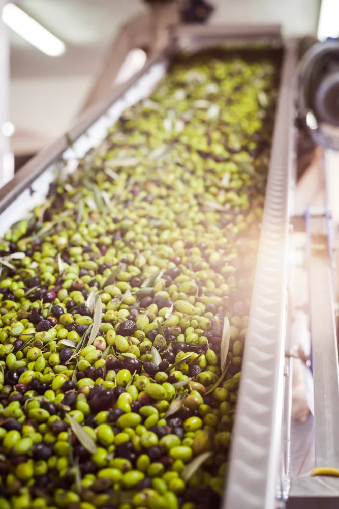 Produzione olio extra vergine d'oliva azienda agricola Verde Notte